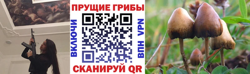 Псилоцибиновые грибы Cubensis  Купить закладки  Новокузнецк 